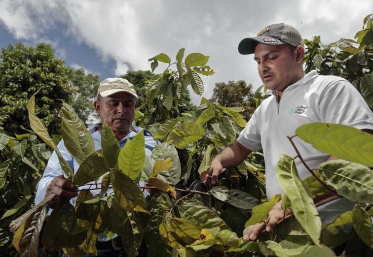 Strengthening cocoa value chains in Ecuador: Lutheran World Relief at Chokao 2025