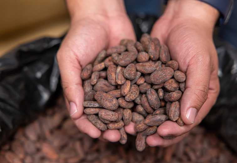 Cocoa Flavor Map
