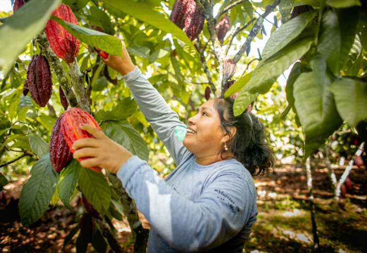 Improving Livelihoods for Cocoa Farmers
