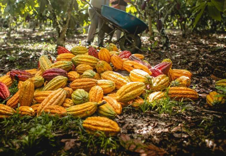 Cocoa Technical Overview