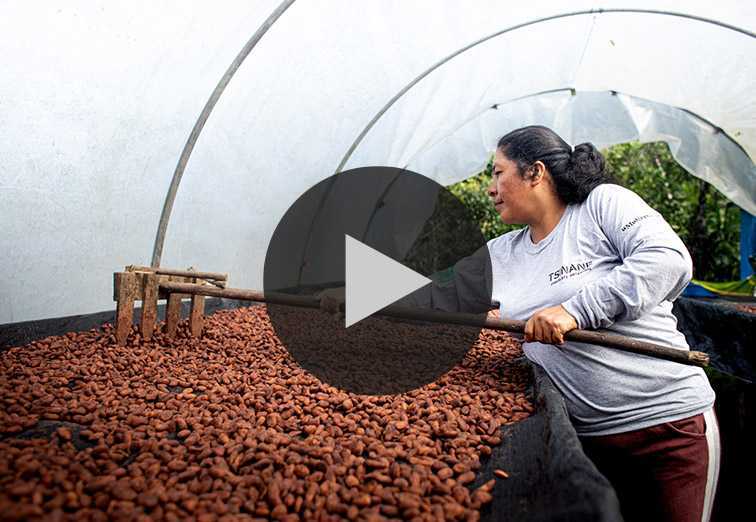 Qori Warmi – Women-led Cocoa Cooperative in Peru
