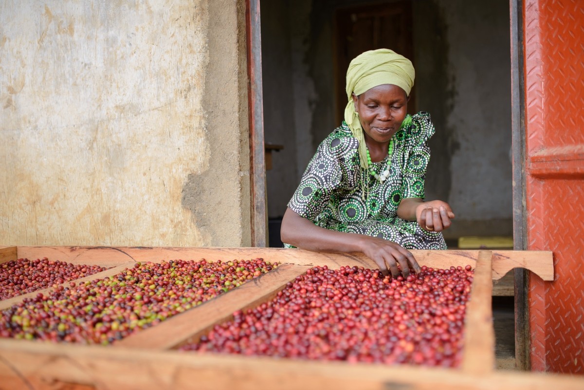 A woman sorts coffee cherries