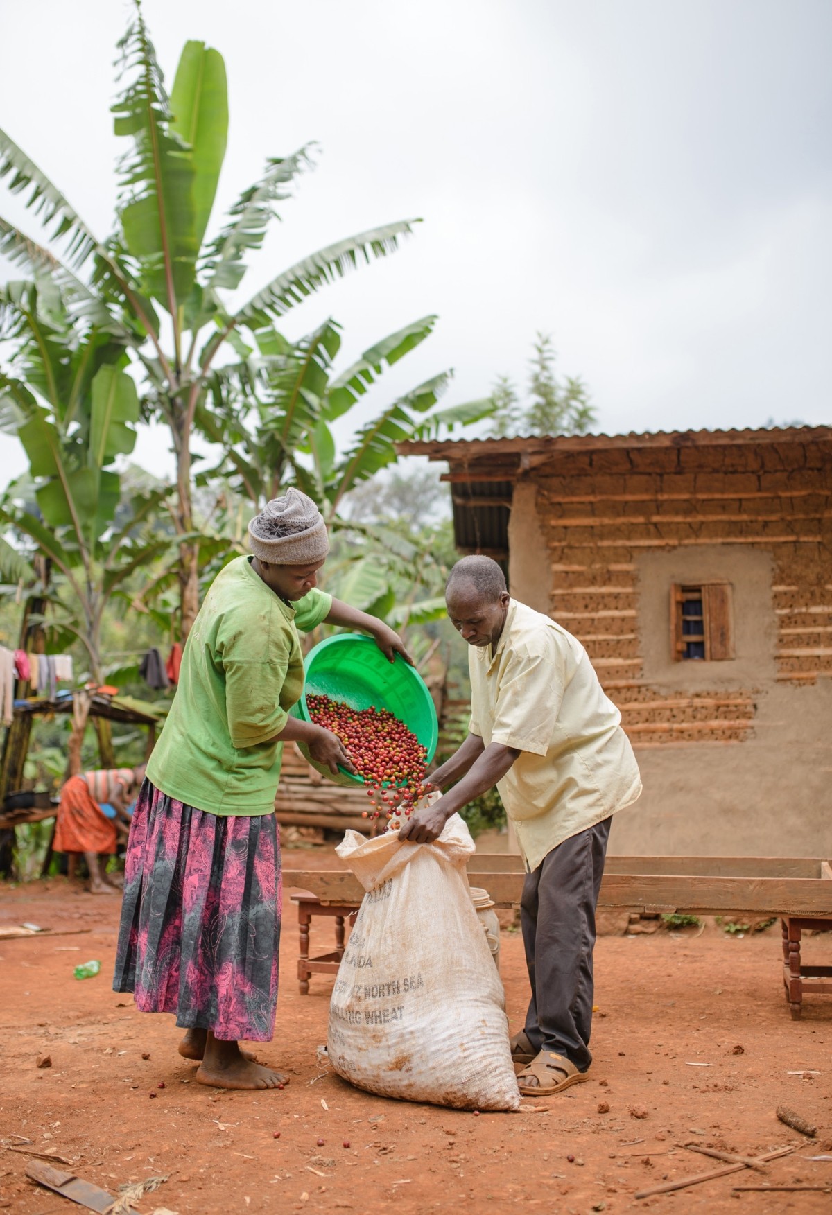 A woman pours coffee cherries into a sack that a man is holding steady for her