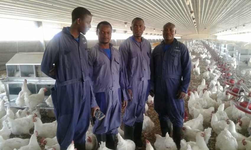 Four men stand together in a poultry facility surrounded by chickens.