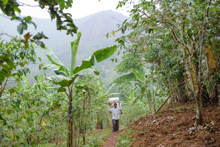A man walks through coffee fields carrying a barrel of coffee cherries on top of his head