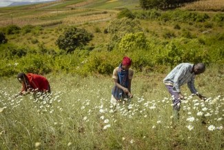 Kabogo In The Citizen: Hope Emerges as Tanzania's Pyrethrum Production Doubles