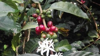 Tahir In Agrilinks: A Coffee-Infused Transformation: The Story of San Jorge Alto