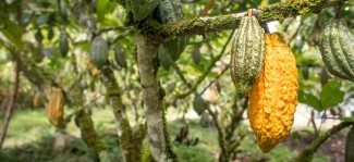 Lutheran World Relief received $2.3 million to promote specialty cacao farming in Peru’s VRAEM region