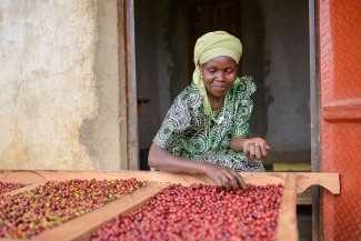 Tahir on AgriLINKS: Brewing Hope: How Mountain Harvest is Transforming Uganda’s Coffee Industry