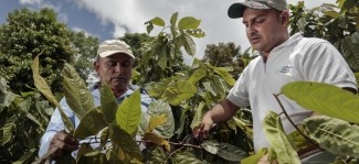 Strengthening cocoa value chains in Ecuador: Lutheran World Relief at Chokao 2025