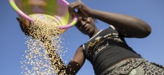 Strengthening capacity of smallholder farmers: The Food Safety First Costing Tool