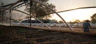 Elevated risks and forced migration: The impacts of climate change on coffee farmers 