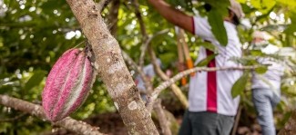 Advancing community resilience: Maximizing Opportunities in Coffee and Cacao in the Americas (MOCCA) 