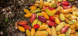 Corus organization LWR and USDA launch $21.3 million Food for Progress project to grow Nigeria’s cocoa value chain