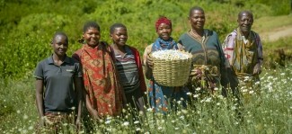 Growing quality pyrethrum in Tanzania for a growing global market