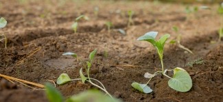Technical support for home gardens improves family nutrition