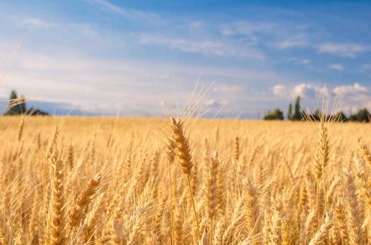 Lutheran Disaster Response and Lutheran World Relief partner to support farmers and families in newly liberated areas of Ukraine